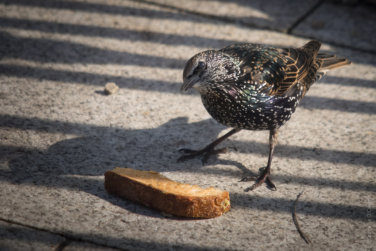 A European starling in front of a small piece of toast they'd like to eat.