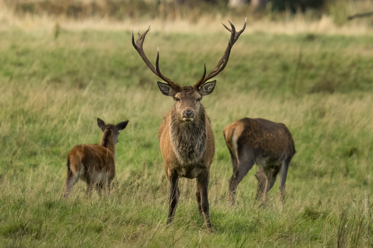 A stag looks directly at the camera while 2 hinds feed on grass nearby.