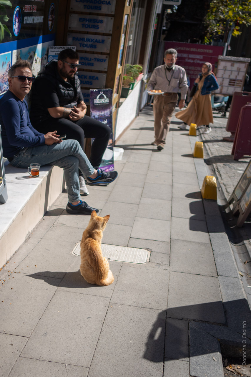 The image shows a street scene in a sunny urban area. In the foreground, a ginger cat is sitting on the pavement, facing away from the camera. The cat appears to be observing its surroundings. To the left of the cat, two men are seated on a ledge outside a shop or café. One man is wearing sunglasses, a black jacket, and dark pants, while the other man is wearing a blue long-sleeved shirt and light blue jeans. They seem relaxed, with one of them holding a phone and a glass of tea nearby. Further in the background, a man is walking toward the camera carrying a tray with food or drinks. He is dressed in light-coloured clothing. Behind him, another person, possibly a woman, is walking past, wearing a long coat and a headscarf. The setting appears to be casual and social, with signs and posters visible on the walls behind the seated men. The overall atmosphere suggests a typical day in a busy street with people going about their daily activities.