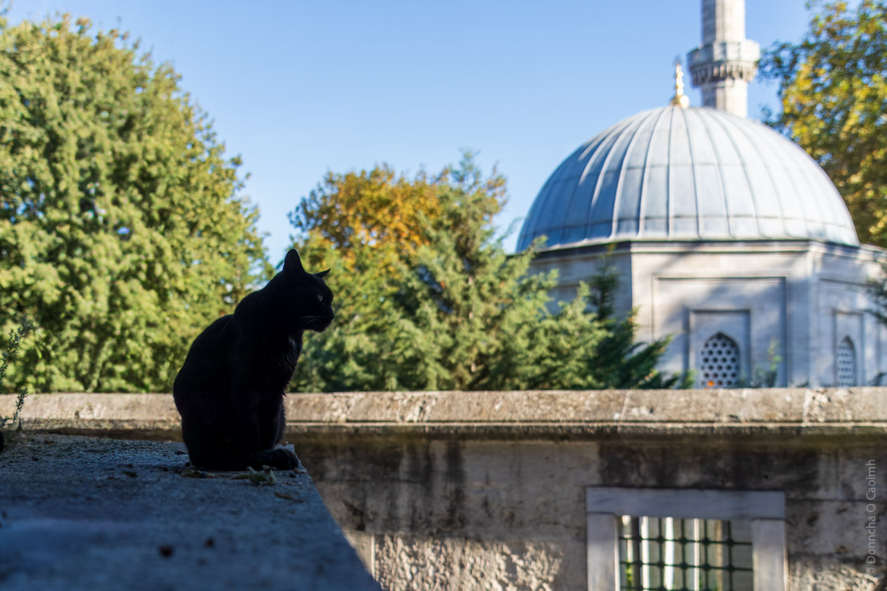 The image shows a black cat sitting on a stone ledge, silhouetted against a backdrop of greenery and a domed building. The cat is positioned on the left side, facing right, with its profile clearly visible. In the background, there is a structure with a large, gray dome and intricate windows, resembling Islamic or Ottoman architecture, possibly a mosque or mausoleum. Trees with autumn-colored leaves surround the building, creating a peaceful and serene atmosphere. The lighting suggests it is daytime, with sunlight casting soft shadows.