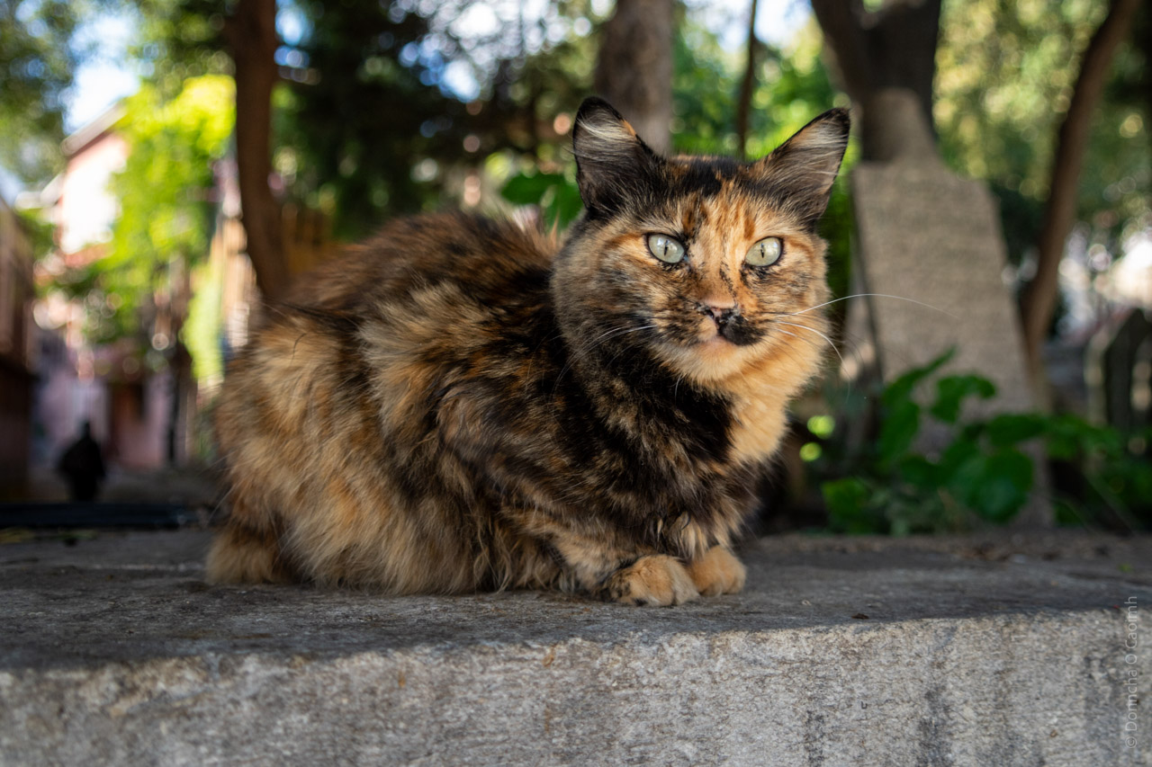 This image shows a tortoiseshell cat sitting on a stone surface outdoors. The cat has a distinctive coat with a mix of black, orange, and brown fur, typical of tortoiseshell patterns. Its fur appears fluffy and well-groomed. The cat has greenish eyes and is looking directly at the camera with an alert expression. The background is blurred but suggests a natural or garden setting with trees and greenery, creating a peaceful atmosphere. The lighting appears soft, with sunlight filtering through the trees, casting a warm glow on the scene.