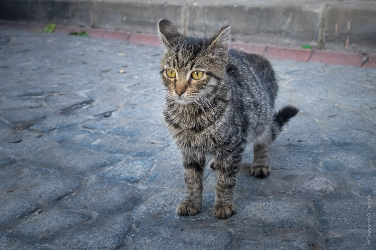 This image shows a small tabby cat standing on a cobblestone street. The cat has distinctive stripes and is looking ahead with its ears slightly perked up. In the background, there is a weathered kerb behind the cat. The overall setting appears to be an outdoor urban area, possibly in an alley.