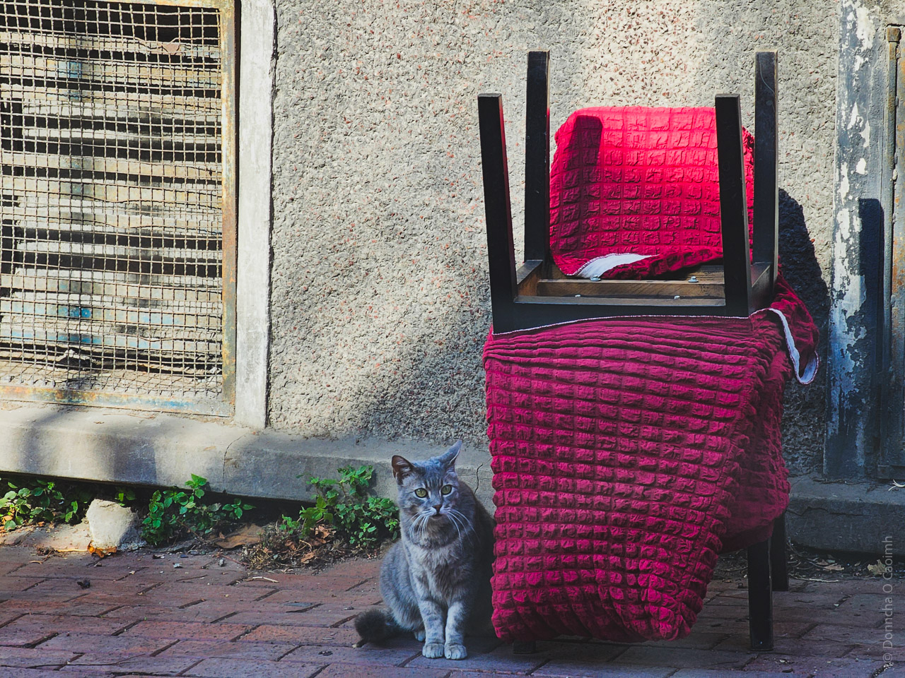 The image shows a gray cat sitting on a brick pavement next to an upside-down chair. The chair is draped with a red textured blanket, and the scene appears to be outdoors, possibly in an urban or residential area. Behind the cat and the chair, there is a rough-textured wall, and to the left, there is a metal grate covering an opening. Some greenery grows along the base of the wall near the cat. The overall atmosphere feels calm, with the cat looking towards the camera.