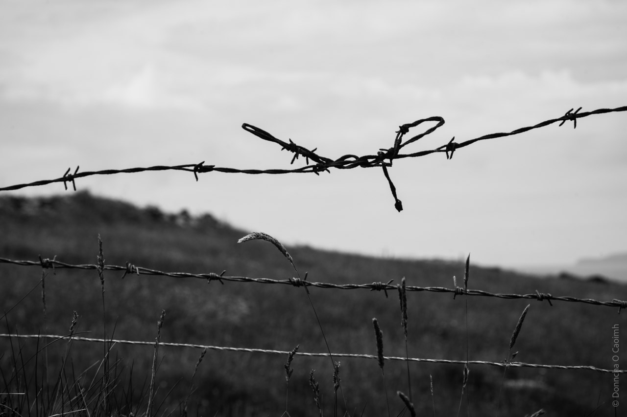 A black and white photograph showing two strands of barbed wire fence against a blurred, hilly background. In between the barbed wire strands, tall grass or wheat stalks grow, with one prominent stalk reaching upward. The composition creates a stark, moody atmosphere with its monochromatic tones and the contrast between the sharp barbed wire and the soft, unfocused landscape in the distance.
