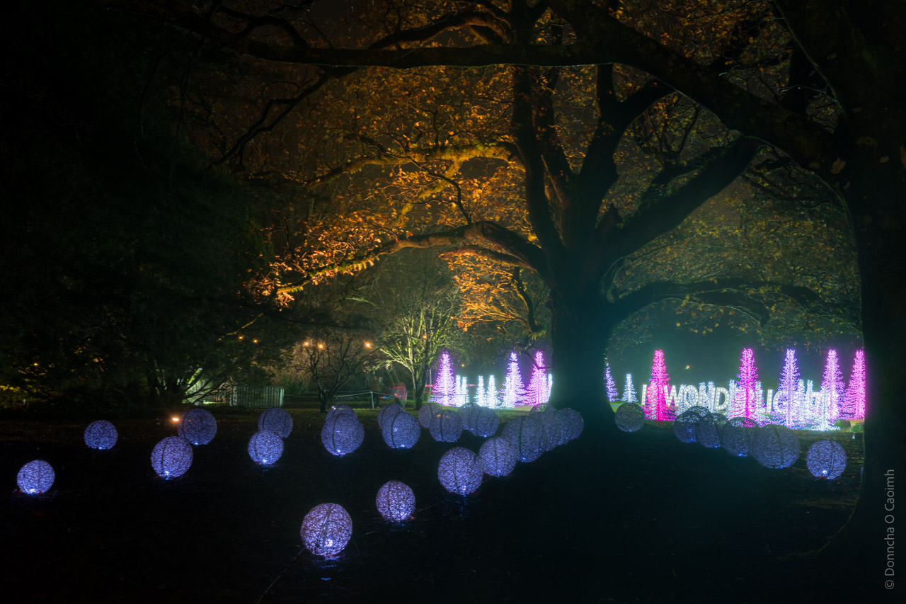 A nighttime outdoor scene featuring illuminated holiday decorations in a park or garden setting. Large glowing blue spheres line a path in the foreground, while pink and white LED Christmas tree shapes shine in the background. A majestic tree with autumn-colored leaves is silhouetted against the dark sky, its branches illuminated by ambient lighting. The words "WONDERLIGHTS" appear in bright lights among the decorative displays.
