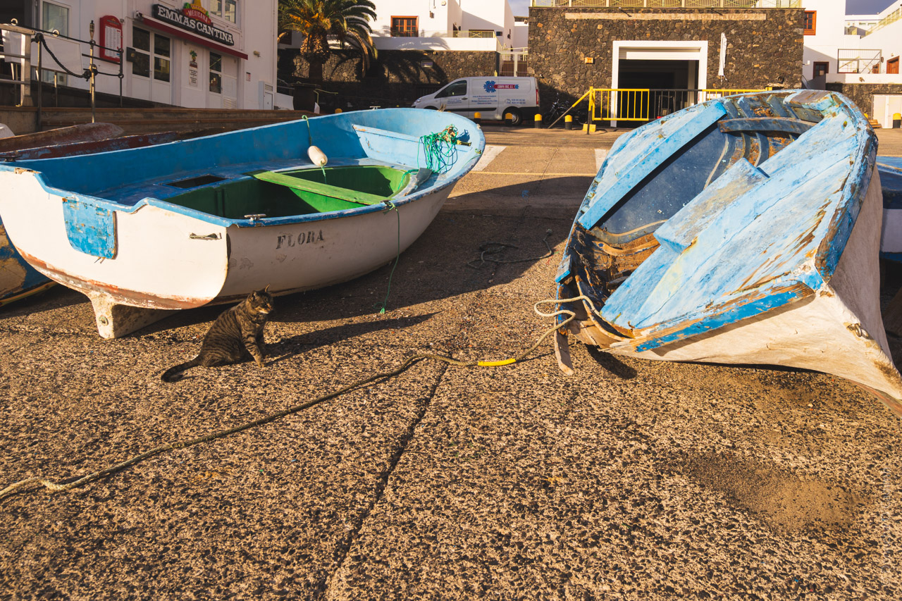 Two weathered blue and white fishing boats on dry land outside Emma's Cantina, with a tabby cat sitting between them. One boat named "Flora" is upright while the other is tipped on its side. A palm tree and white buildings are visible in the background, with an van parked nearby.