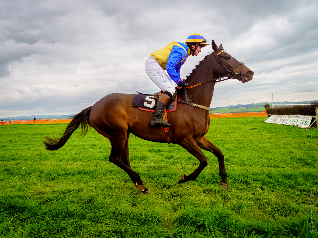 Horse racing action shot: A jockey in blue and yellow silks rides a brown horse at full gallop across vibrant green grass under cloudy skies during a point-to-point race, wearing number 5.
