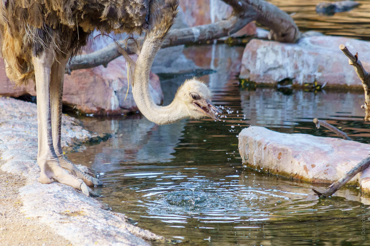 Close-up photo of an ostrich drinking water from a pond, showing its long neck curved down to the water surface with water droplets splashing, and its distinctive legs visible against rocky surroundings.