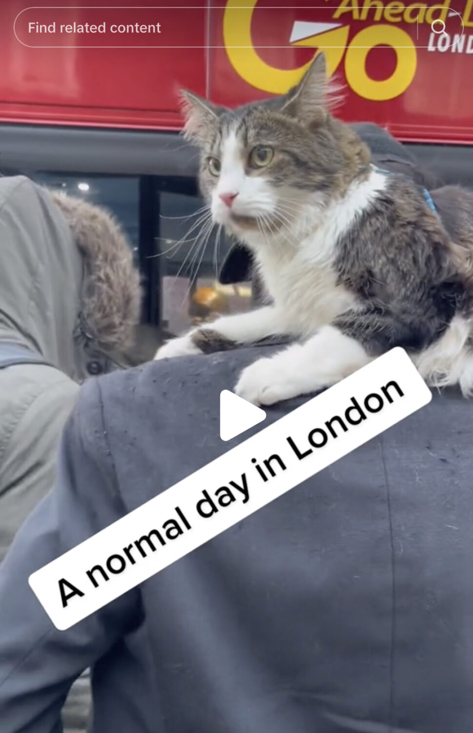 A cat on a man's shoulders, getting on to a bus.