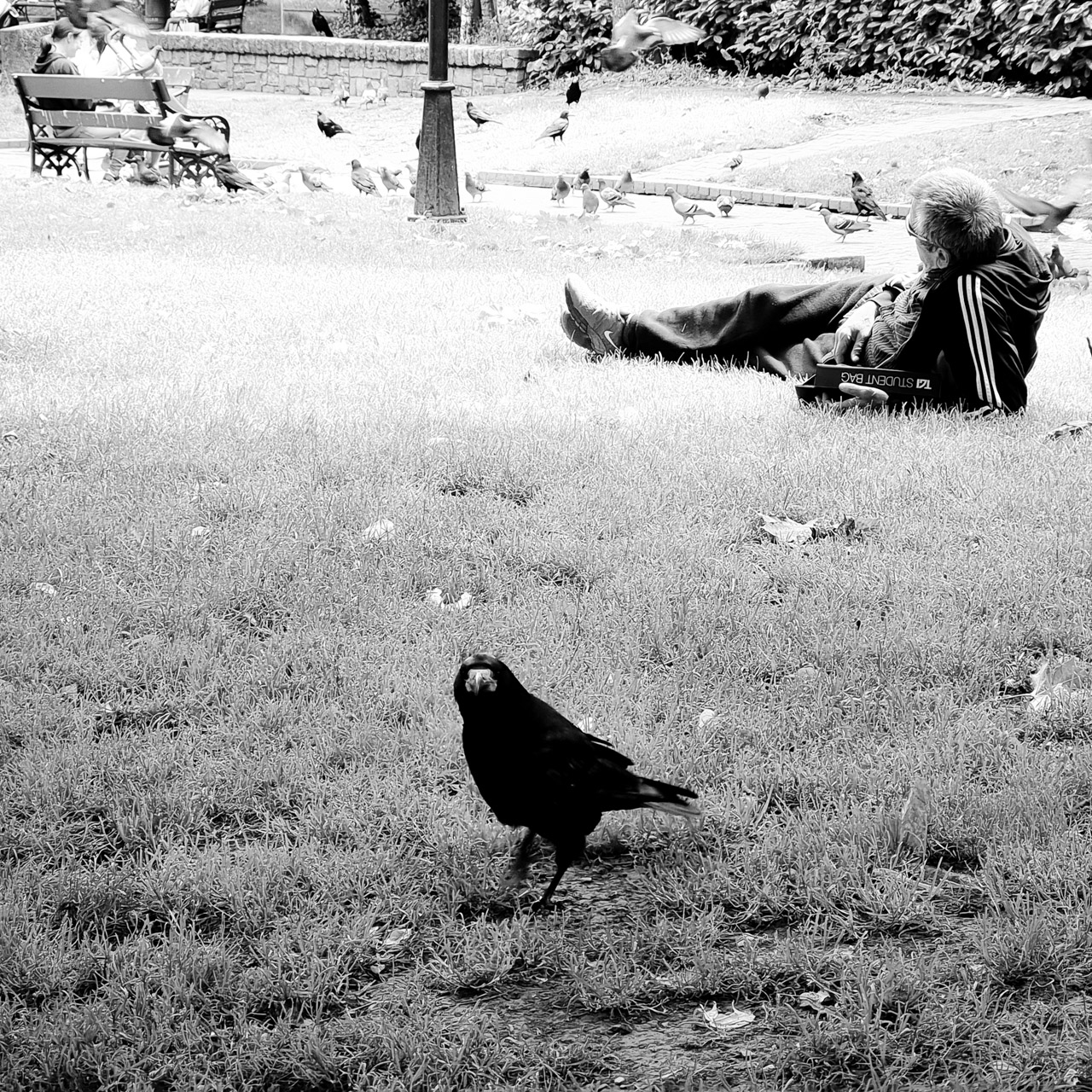 A black and white photo taken in Bishop Lucey Park, Cork, Ireland, showing a curious crow in the foreground on grass, with a man lying on the ground in the background, and another person sitting on a bench feeding pigeons. The man has a bag labelled "Z STUDENT BAG". Several birds, including pigeons and crows, are scattered across the park.