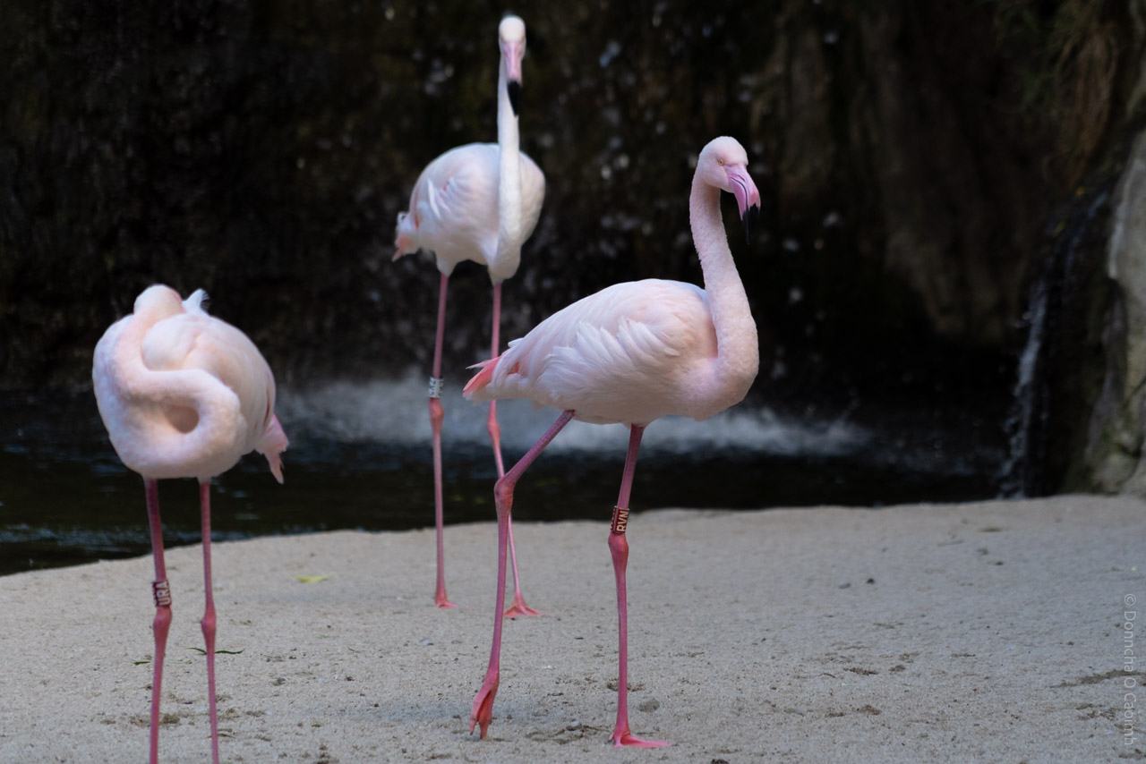 A photograph of three pale pink flamingos standing on sandy ground near a dark water feature at Bioparc Valencia in Spain. One flamingo stands tall and alert in the foreground, another is preening with its neck curled, and the third is in the background, partially out of focus. Each flamingo has a leg band, and the scene is softly lit with a natural, tranquil atmosphere.