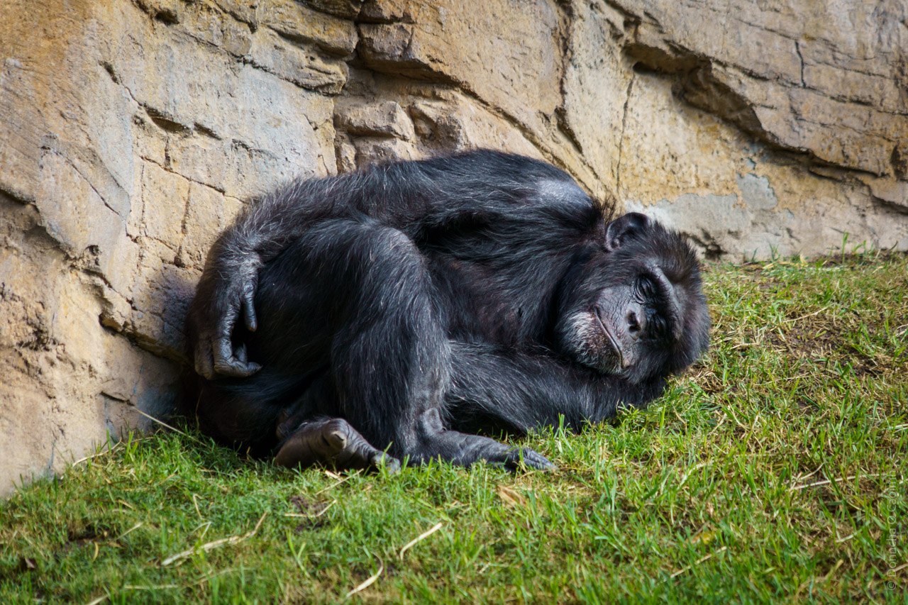 A chimpanzee peacefully sleeping on green grass near a rock wall in a Valencia Bioparc, Spain, with its body curled up and eyes closed.

