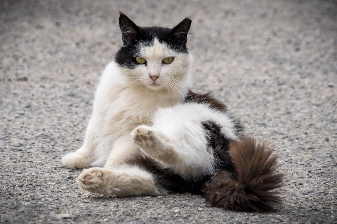 A fluffy black and white cat sits on a rough concrete surface in Athens, Greece, with one hind leg lifted in a relaxed, almost comical pose, gazing directly at the camera with striking yellow eyes.
