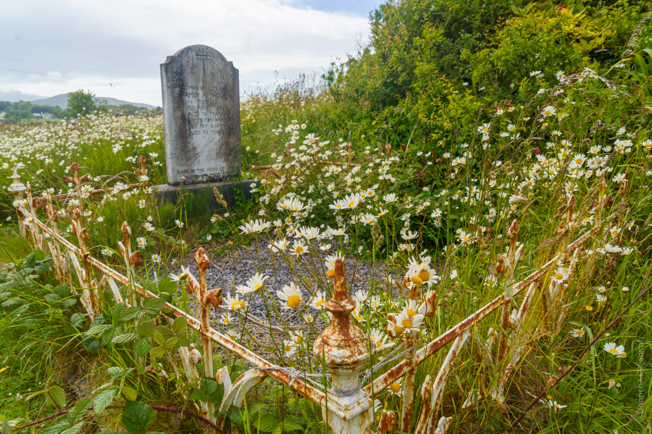 A weathered gravestone surrounded by wild daisies and rusted iron railings in a peaceful, overgrown graveyard in Toormore, West Cork, Ireland, with rolling hills in the background. The gravestone text is partially visible but worn.