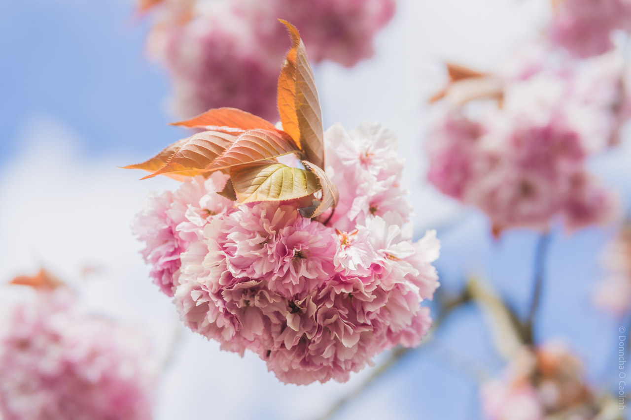 A close-up photograph of a cluster of double-flowered pink cherry blossoms with delicate ruffled petals, set against a soft blue sky, with a few orange and green leaves on top of the cluster; the background shows more blurred cherry blossoms and sky.