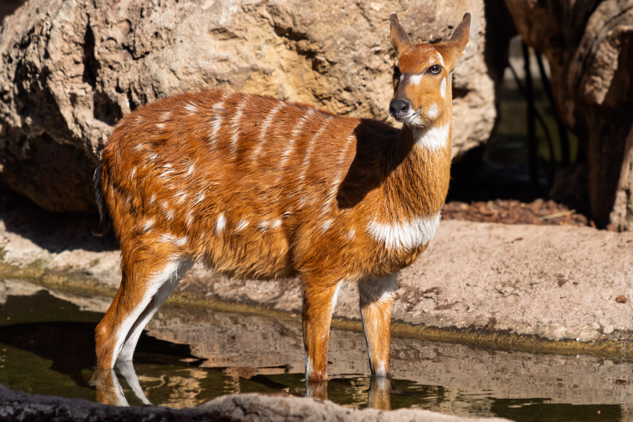 A medium-sized antelope with reddish-brown fur, white stripes and spots, and slender legs stands in shallow water near rocks, photographed in bright sunlight at Bioparc Valencia in Spain.
