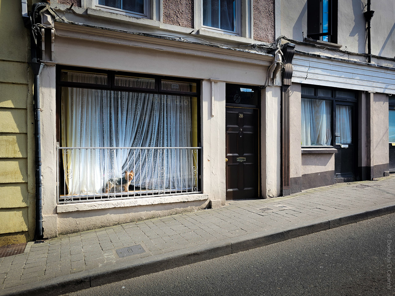 Street-level view of a traditional Irish townhouse in Cork, Ireland, featuring a large window with lace curtains and a small dog standing behind the glass, looking out onto the pavement; the house number "28" is visible on the dark wooden door to the right of the window.
