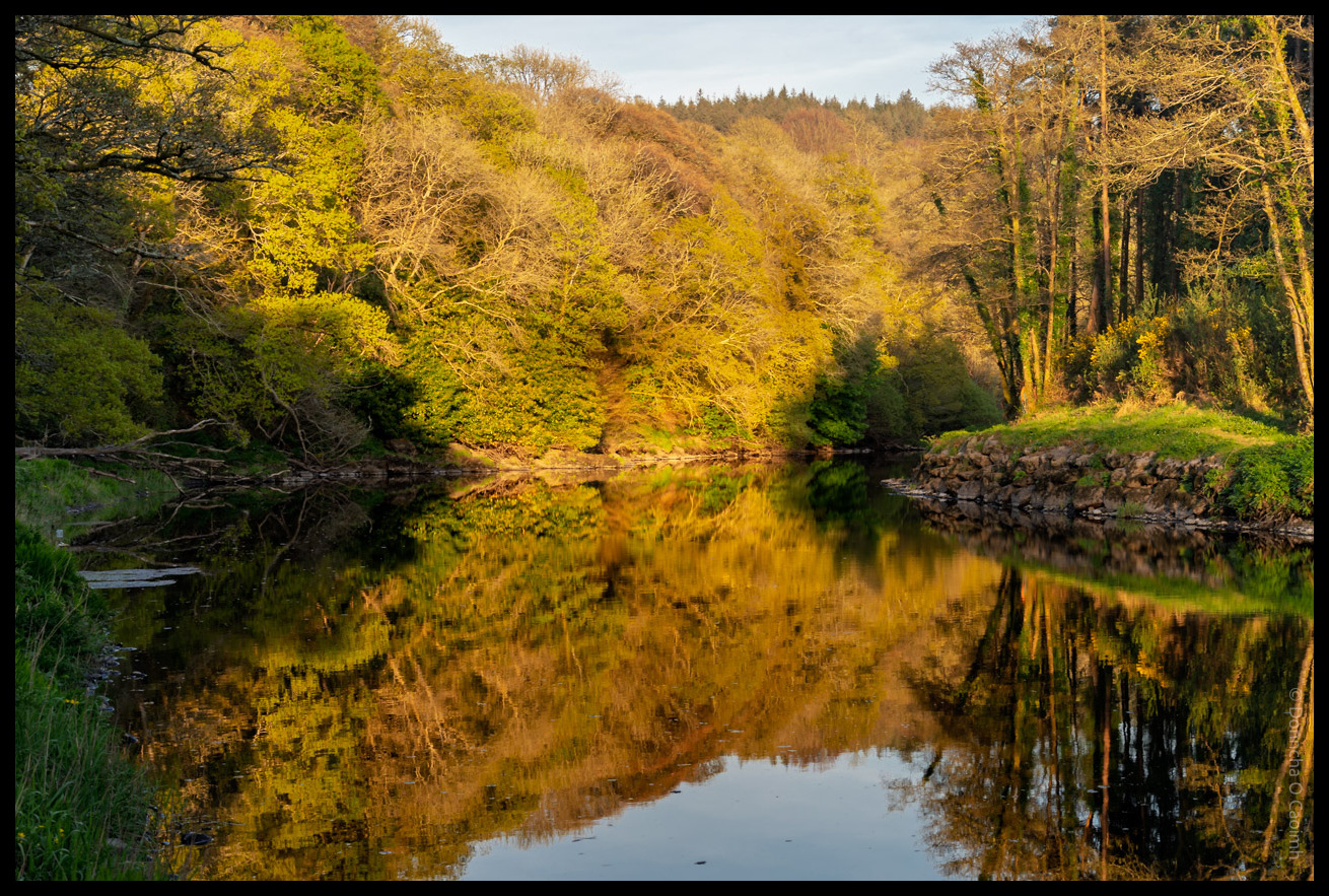 A tranquil river scene near the Inniscarra Hydro Station on the River Lee, County Cork, Ireland, showing a calm stretch of water reflecting the surrounding trees in late afternoon sunlight; the foliage is a mix of green and golden hues, with the stillness of the water creating a near-perfect mirror image of the wooded banks and sky above. 