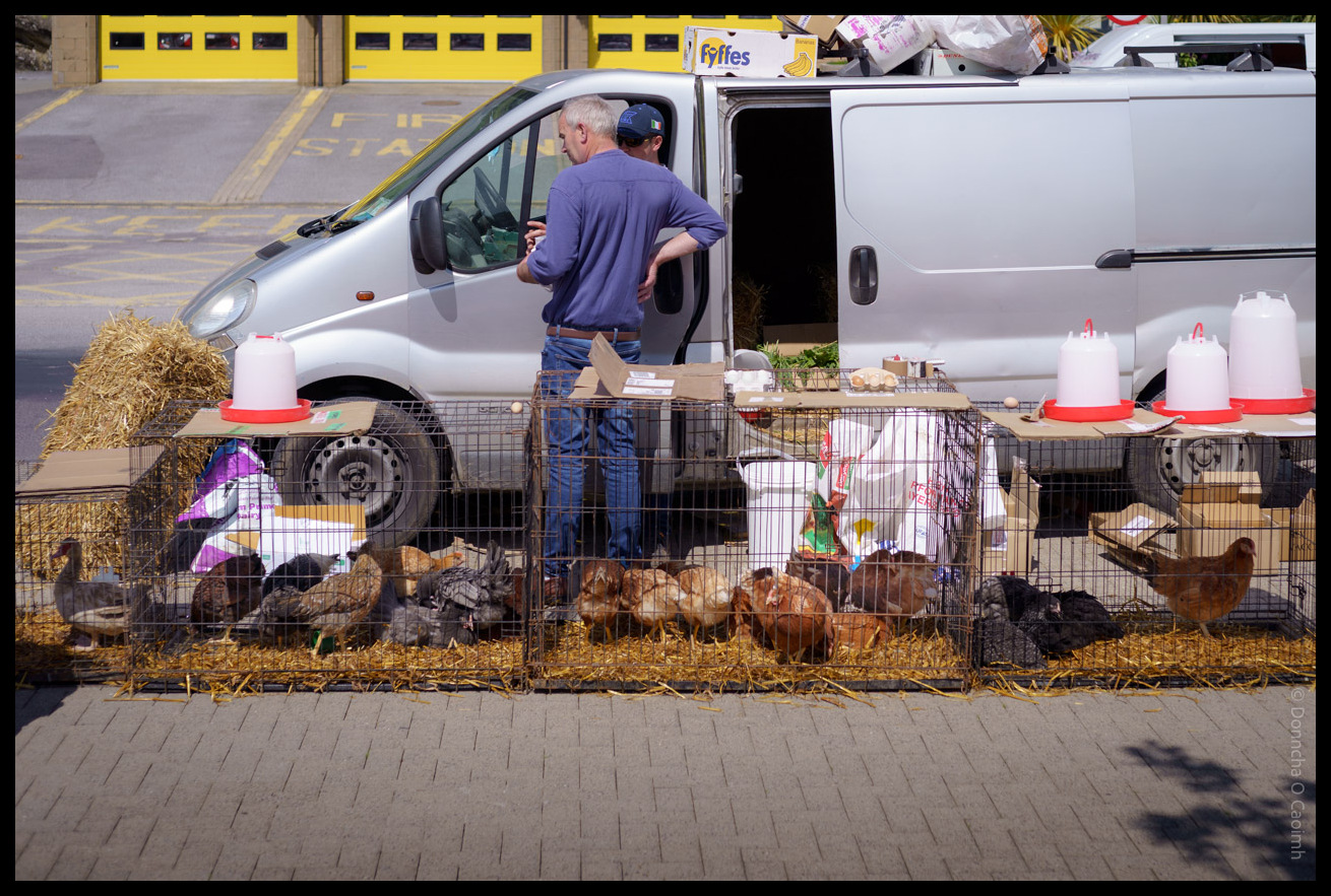Market scene showing a man in purple shirt standing beside a white van with multiple wire cages containing various chickens and poultry arranged on straw-covered ground, with water feeders visible on top of the cages.
