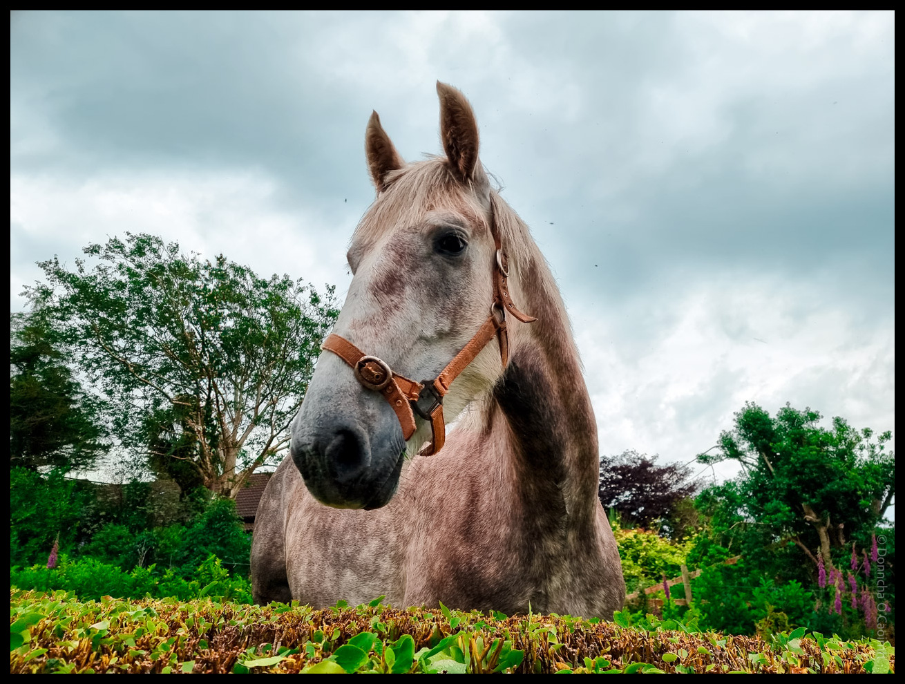 A close-up, low-angle photograph of a grey horse with a brown leather halter, standing in a lush green garden with trees and cloudy sky in the background.