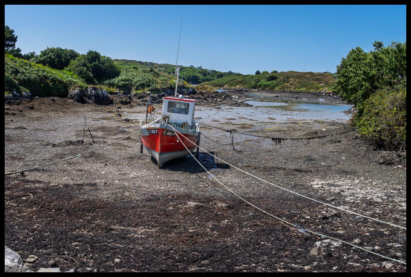 A small red and white fishing boat with registration number C353P moored on muddy tidal flats at low tide, surrounded by seaweed-covered rocks and secured with rope lines, with rolling green hills and clear blue sky in the background.