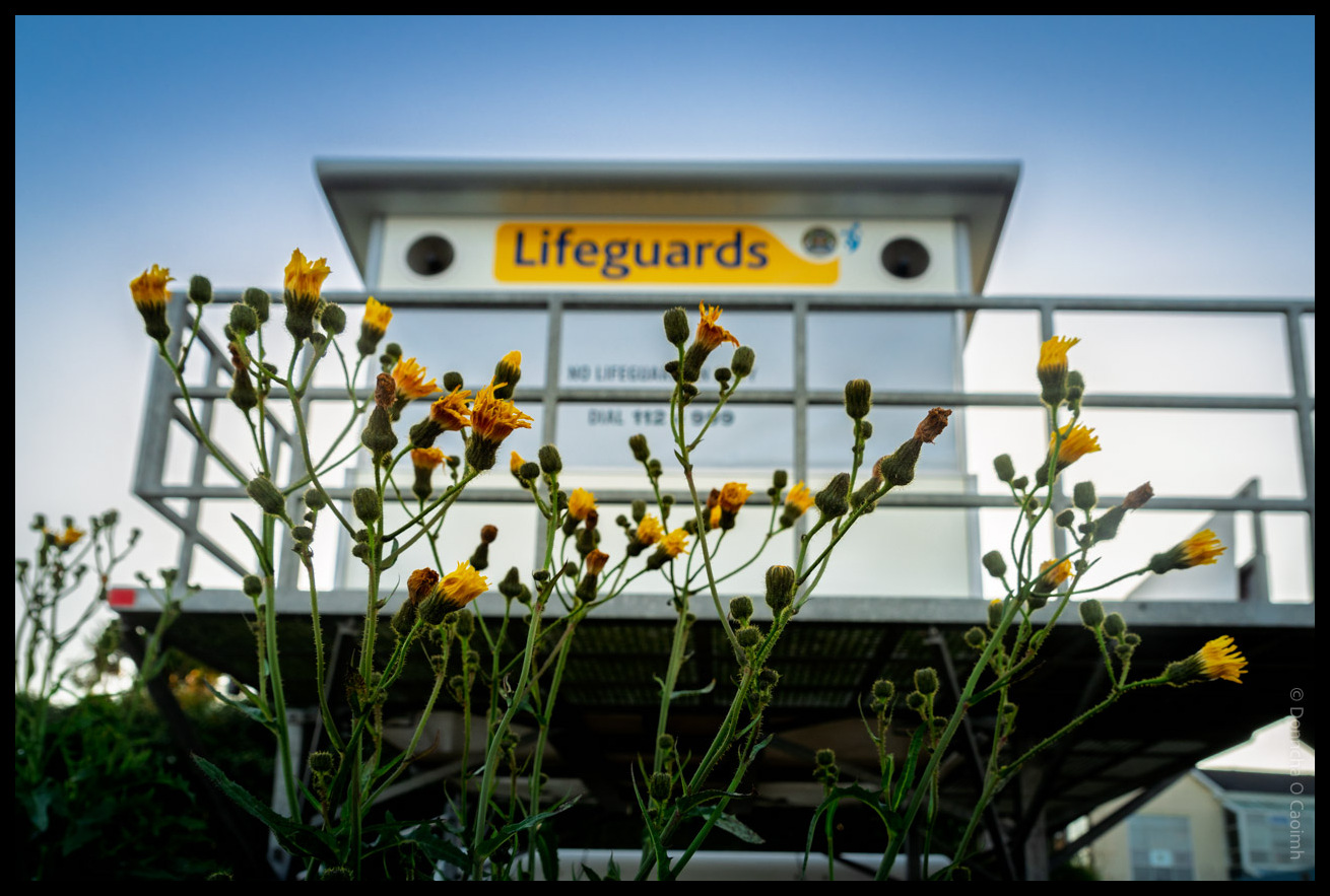 Yellow wildflowers in the foreground with a white lifeguard watchtower displaying "Lifeguards" signage and "NO LIFEGUARD" and "DIAL 112" notices in the background against a blue sky in Youghal, Co Cork, Ireland