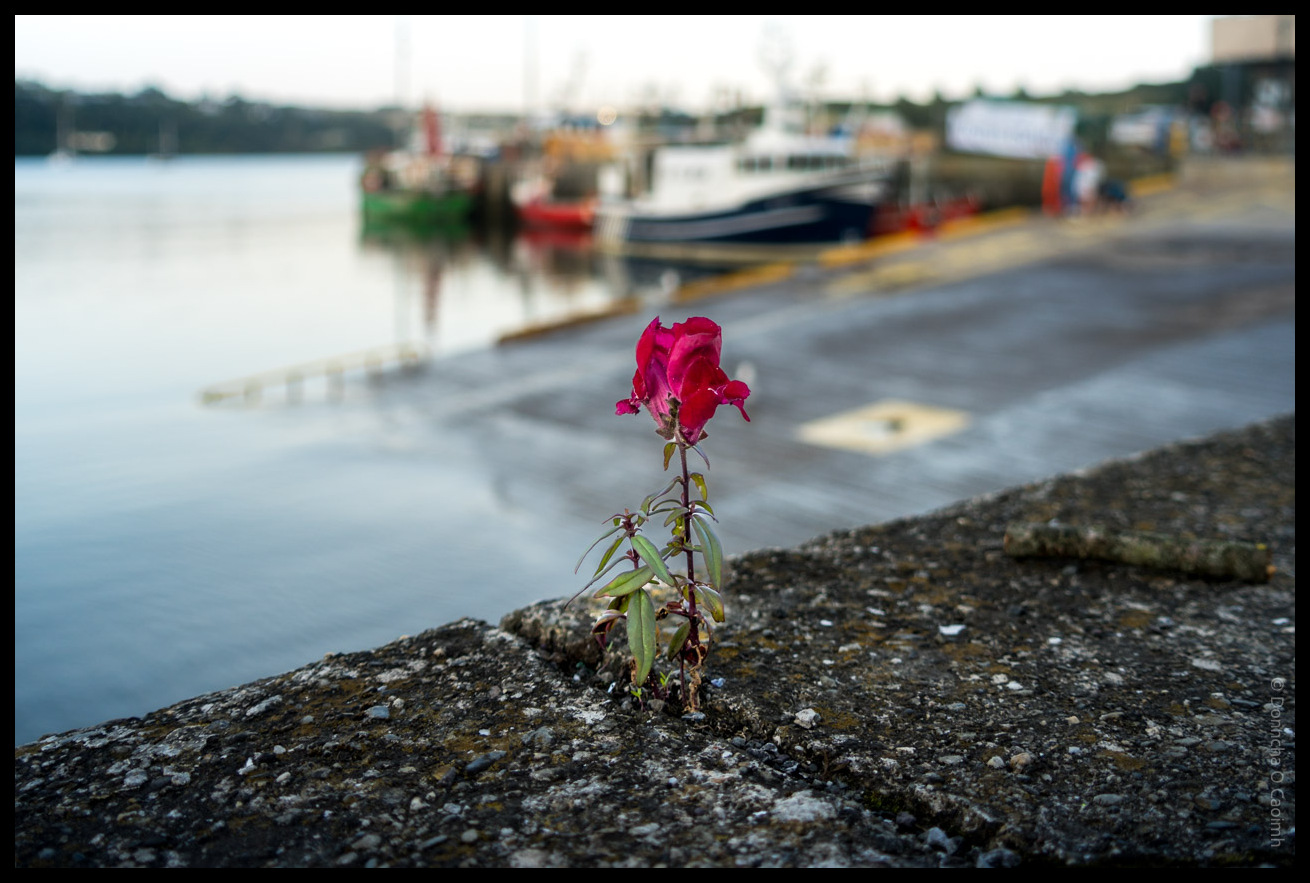 A single red flower grows defiantly through a crack in a concrete wall on a pier in Kinsale, Co Cork, Ireland; in the background, a blurred harbour scene includes fishing boats moored by the quay, industrial buildings, and calm waters under a pale blue sky.
