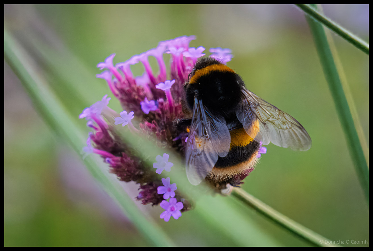 Close-up macro photograph of a bumblebee with distinctive orange and black stripes feeding on small purple wildflowers against a soft green blurred background in Ballincollig Regional Park, County Cork.