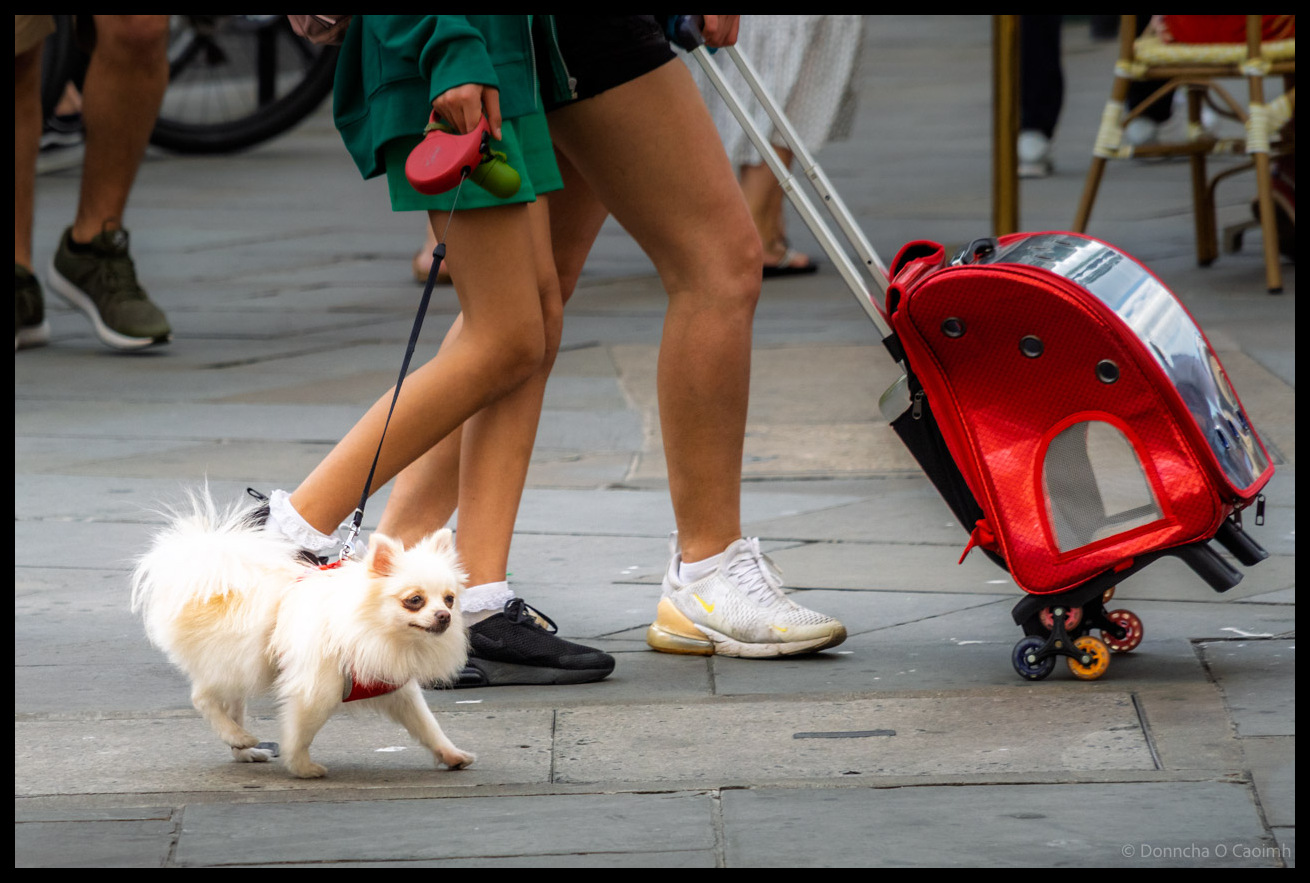 Small fluffy white Pomeranian dog on lead walking on London pavement next to person in green top pulling red wheeled pet carrier bag, with white trainers and casual clothing visible.