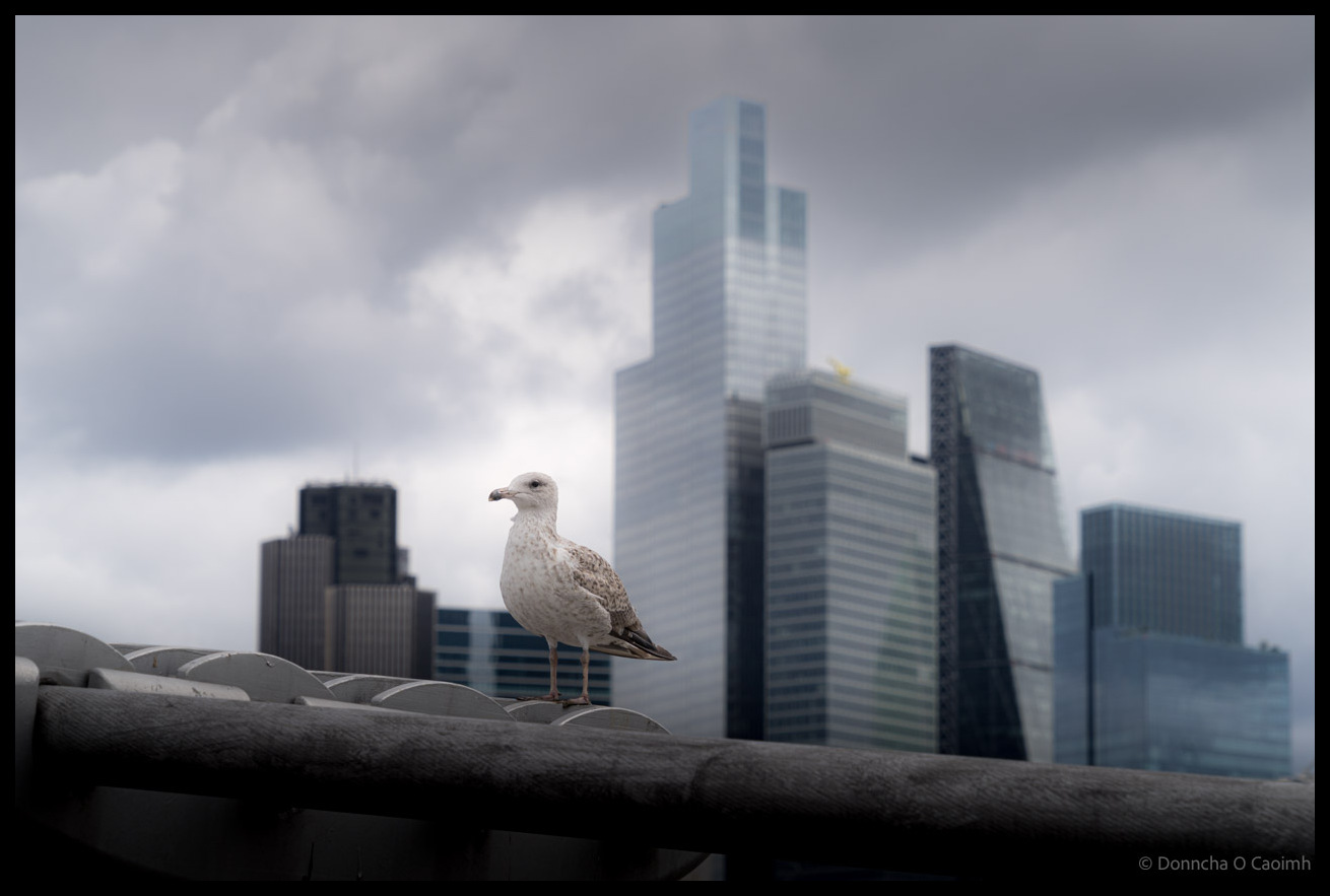 Seagull perched on stone balustrade of Millennium Bridge with London's modern skyscrapers including tall glass towers visible in background under dramatic cloudy sky