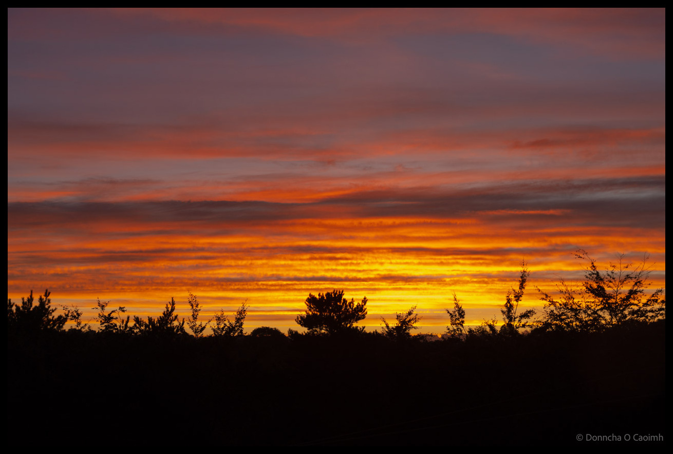 Dramatic sunrise over Blarney with brilliant orange and yellow sky featuring layered clouds in horizontal bands, silhouetted trees and hedgerow in foreground creating stark black contrast against the vibrant dawn colours.