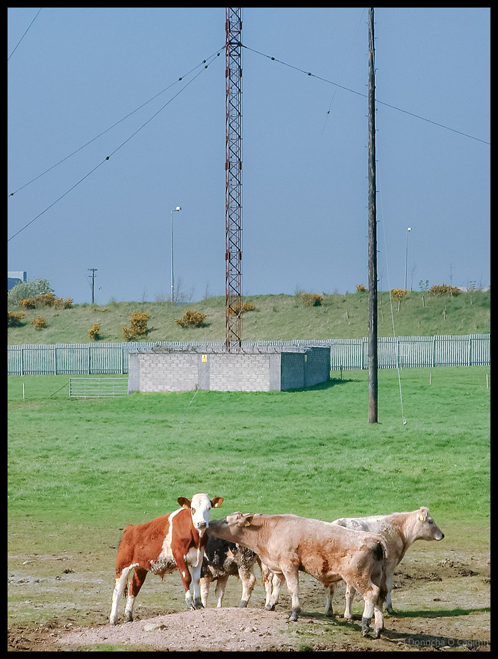 Red and white lattice communications mast with guy wires in green field behind security fencing, with concrete utility building and herd of brown and white cattle grazing in foreground in Mahon, Cork