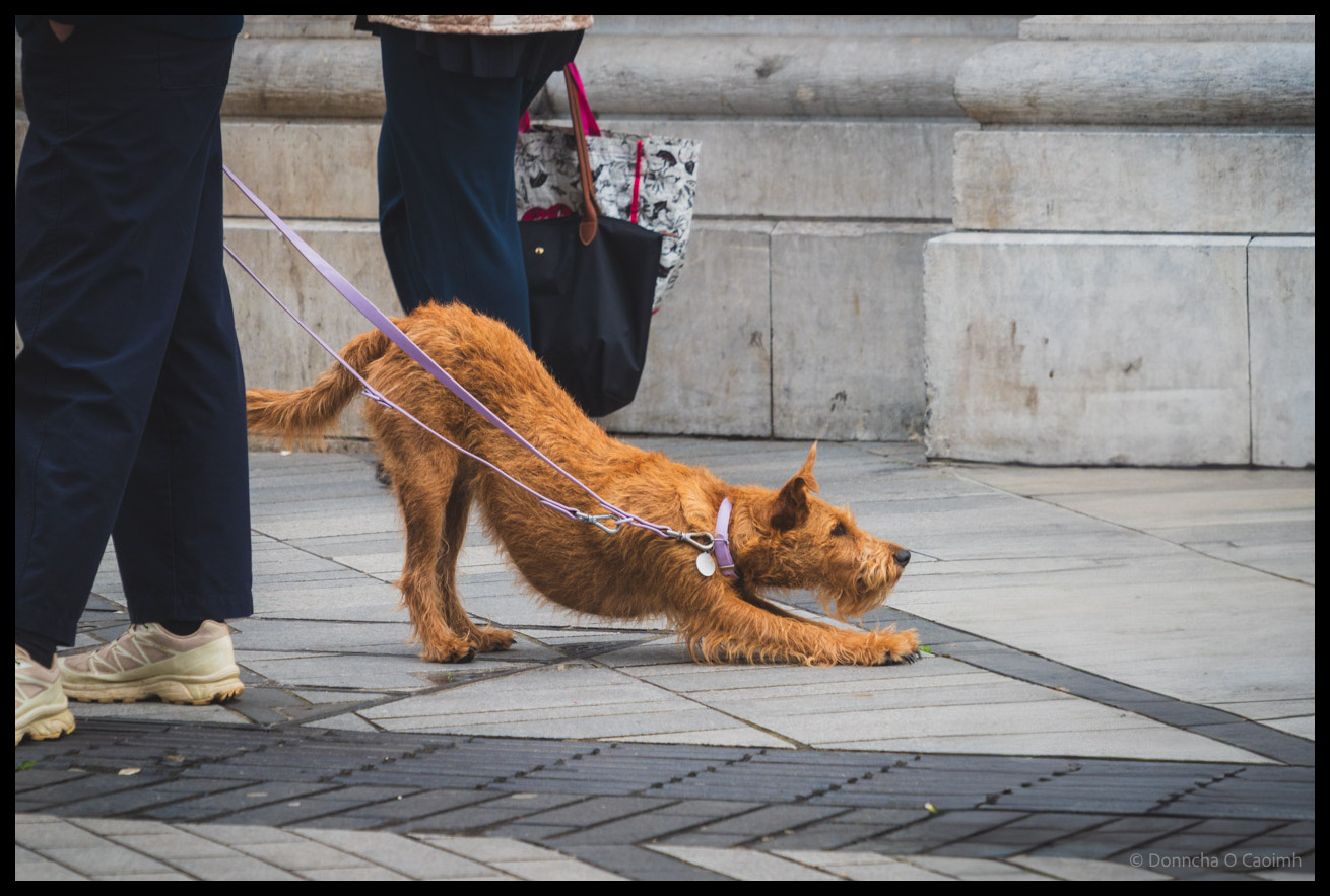A ginger Irish Terrier in a playful downward-stretching position on a paved street in front of the GPO on Oliver Plunkett Street, Cork, while on a purple lead held by its owner facing the other way, while another person stands nearby with a shopping bag.