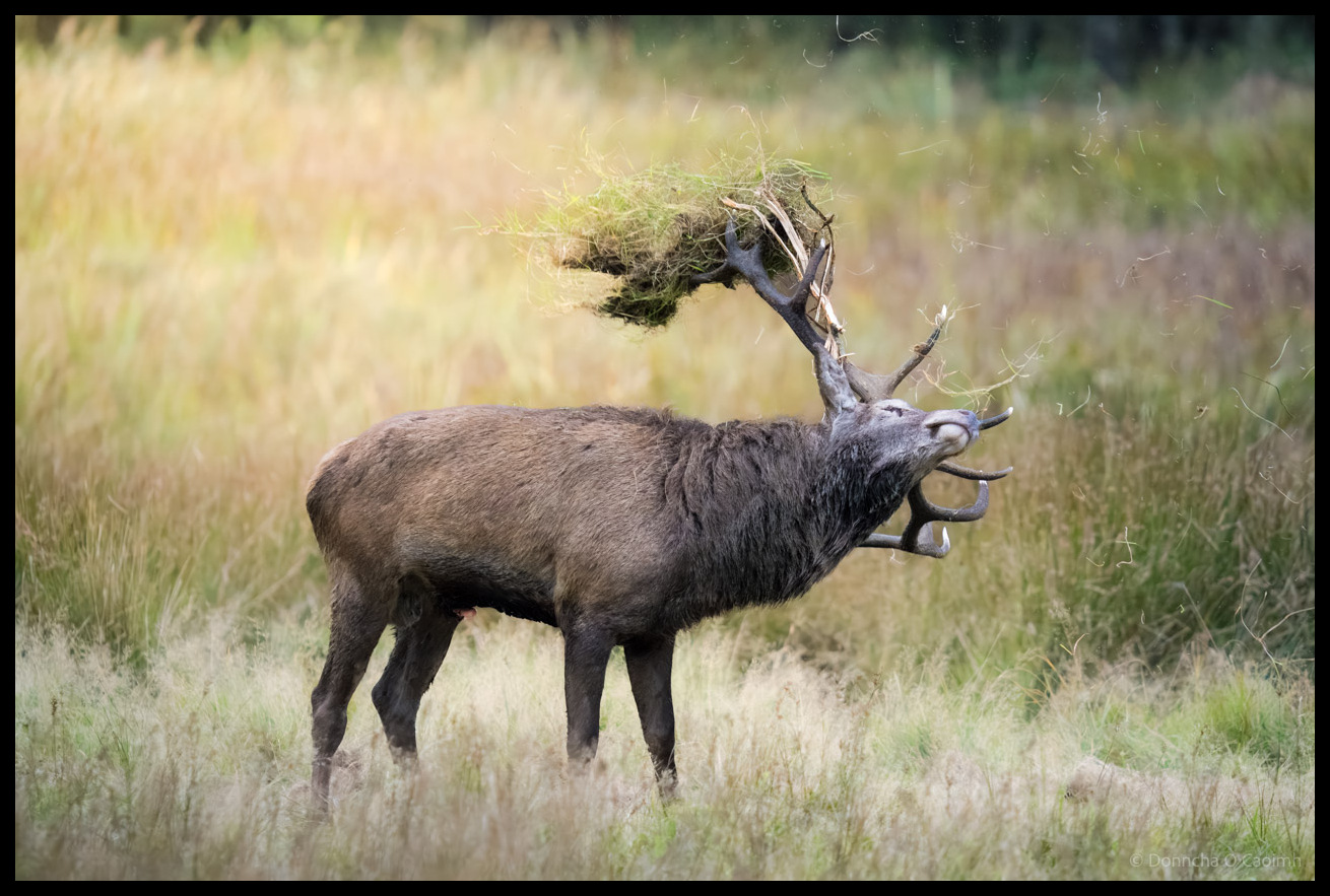 A red deer stag with impressive antlers decorated with grass and vegetation stands in a grassy field, having just tossed plant material into the air which is suspended mid-flight above its head during rutting season behaviour.