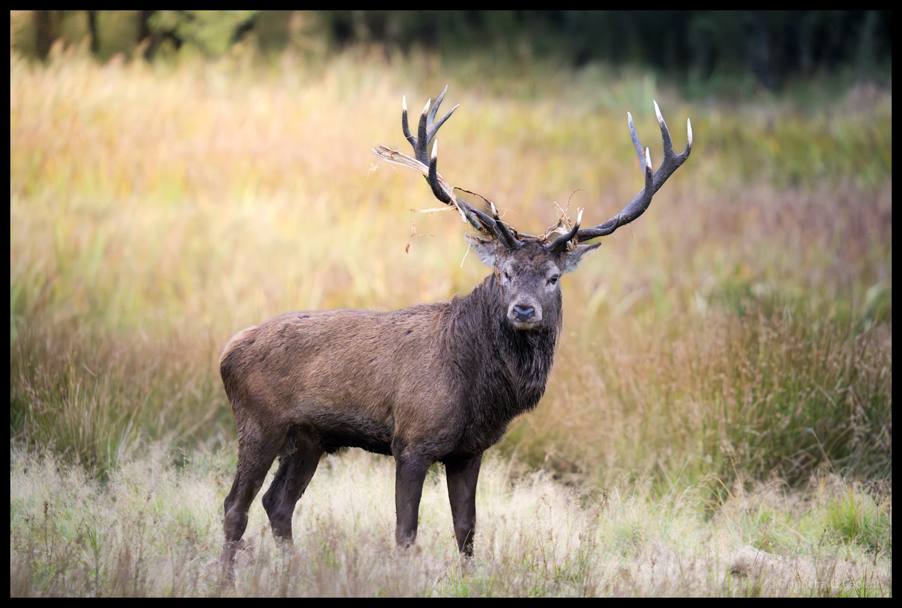 A red deer stag with large multi-pointed antlers adorned with grass and twigs stands alert in a grassy field, looking directly at the camera with a calm but watchful expression during rutting season.