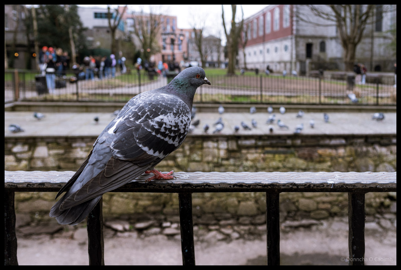 Close-up photograph of a grey and white pigeon with red feet perched on a metal railing overlooking what is the old city wall with scattered pigeons on the water and wall, bare trees, park benches with blurred visitors, period buildings including a red-brick structure in the background, taken at Bishop Lucey Park Cork.