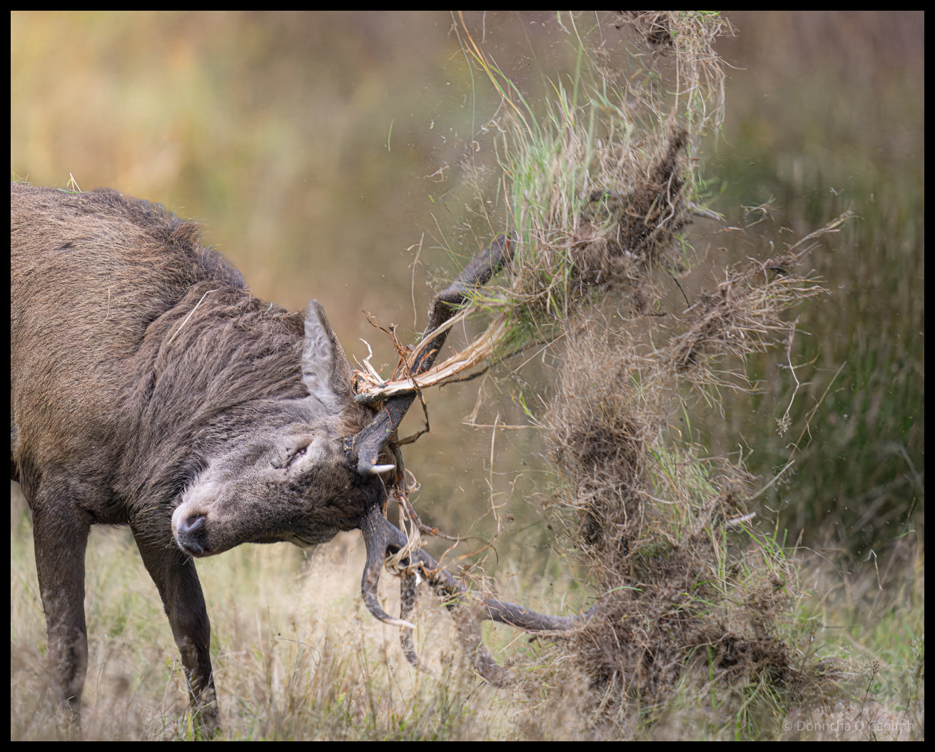 Close-up profile of red deer stag with antlers entangled in dried grass and vegetation during rutting season in Killarney National Park, with soft-focused natural background.