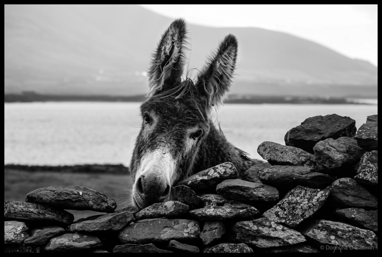 Black and white close-up portrait photograph of a donkey with alert upright ears positioned amongst moss-covered rocks overlooking a calm body of water with mountains visible across the bay under overcast sky, taken in An Mhuiríoch on the Dingle Peninsula, Co. Kerry, Ireland, in 2006.