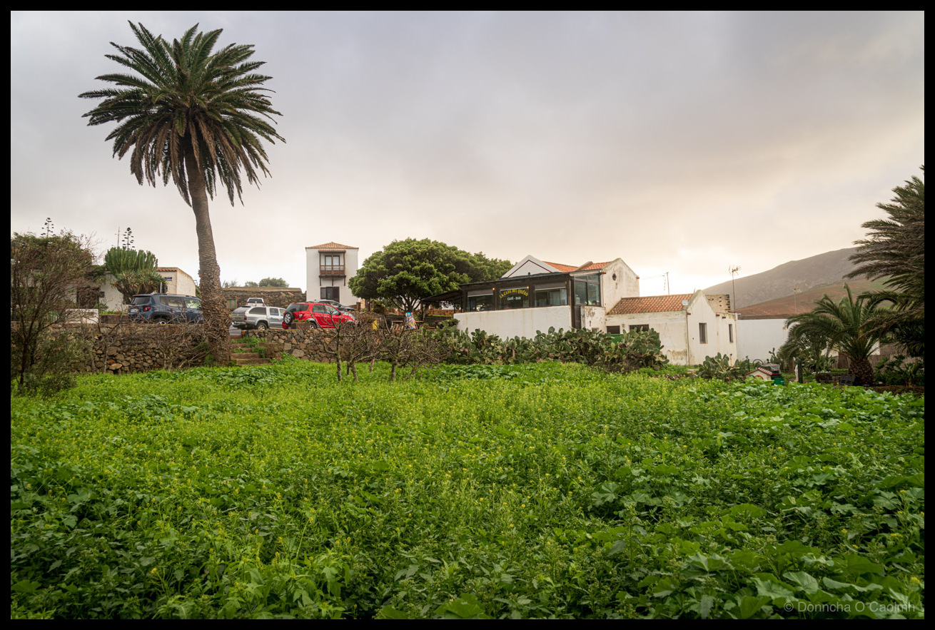 A lush green field of crops in front of La Casa del Queso in Betancuria, Fuerteventura, with a tall Canary Island palm tree, white Canarian buildings with terracotta roofs, cacti, and volcanic mountains under an overcast sky following heavy rainfall.