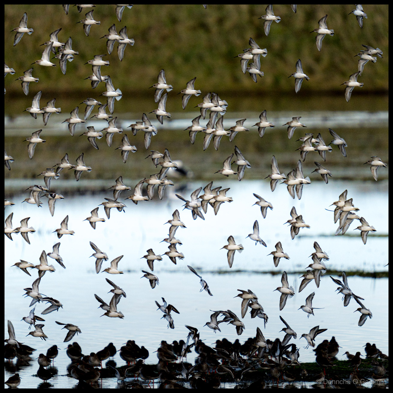 Photograph of a large flock of wading birds in flight coming in to land at Harper's Island in Cork Harbour, County Cork. Dozens of birds with pale undersides and dark-striped wings fill the frame at various heights, while a dense group of darker waders stands in shallow water below. The background shows calm water and a blurred green and brown shoreline.