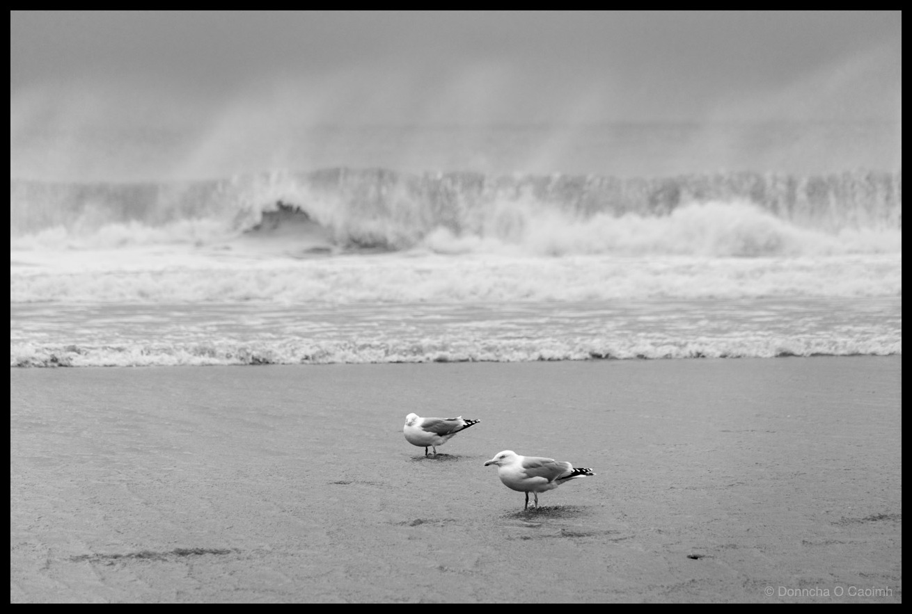 Black and white photograph of two gulls standing on wet sand at Garrylucas Beach facing the same direction, with dramatic breaking Atlantic waves creating spray and foam in the soft-focus background.