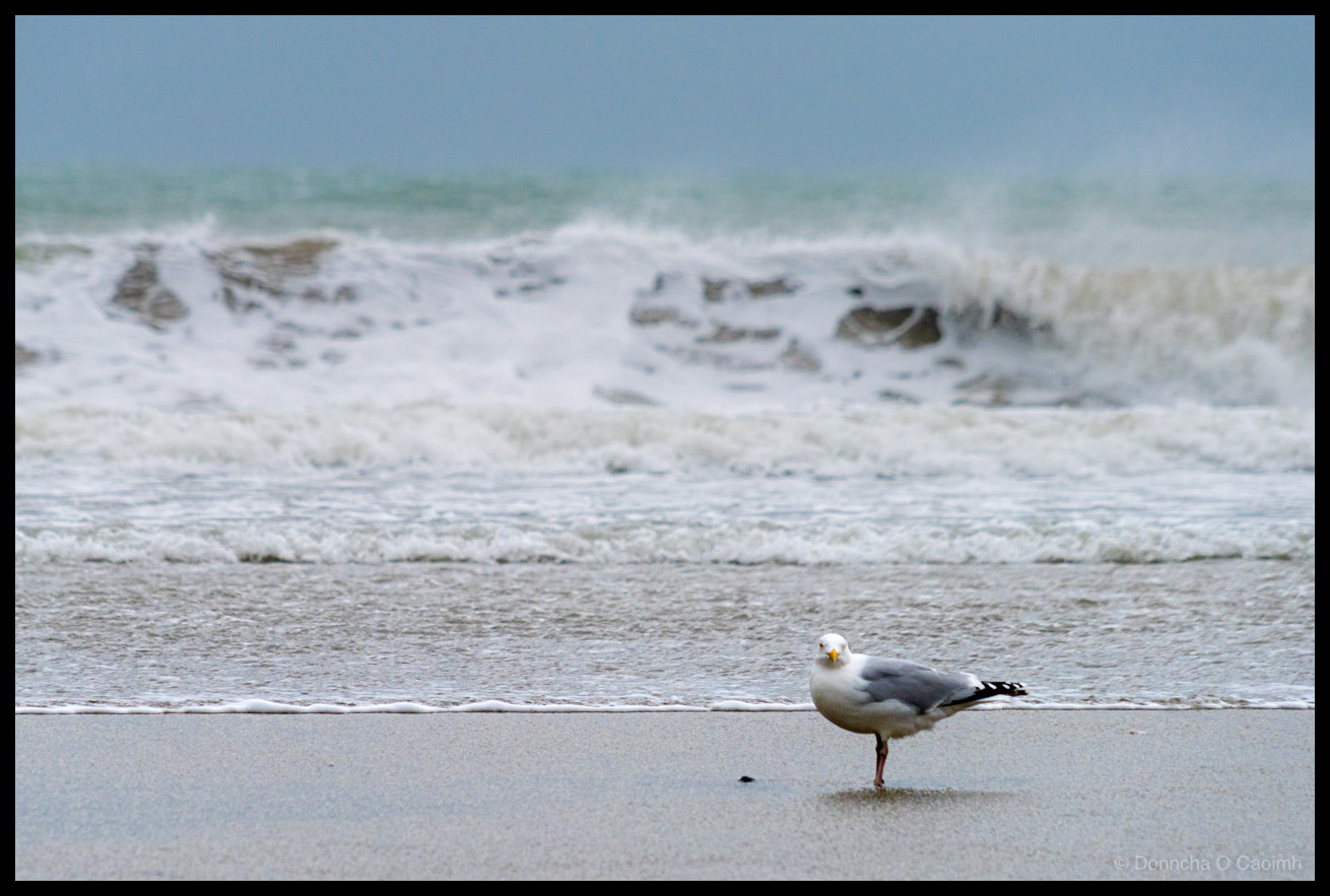 A yellow-legged gull standing on wet sand at the water's edge at Garrylucas Beach, County Cork, with breaking Atlantic waves creating white foam in the soft-focus background.