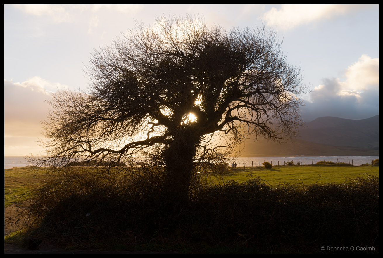Photo of a large bare tree silhouetted against a golden low sun, with light filtering through its tangled branches. Green fields, a wire fence, and the sea are visible behind, with dark mountains and clouds in  the background.