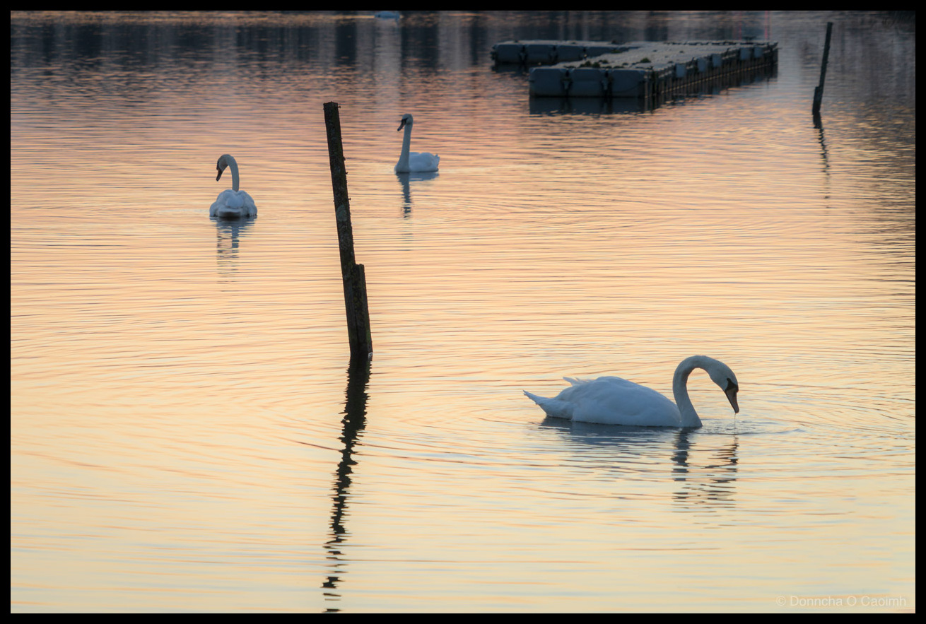 Photo of three mute swans on Lough Aderry in County Cork at sunset, the water reflecting warm peach and gold tones from the sky. The nearest swan dips its head towards the water, creating gentle ripples. A dark wooden post stands in the water between the swans, its reflection stretching downward. A floating pontoon or jetty is visible in the upper right.