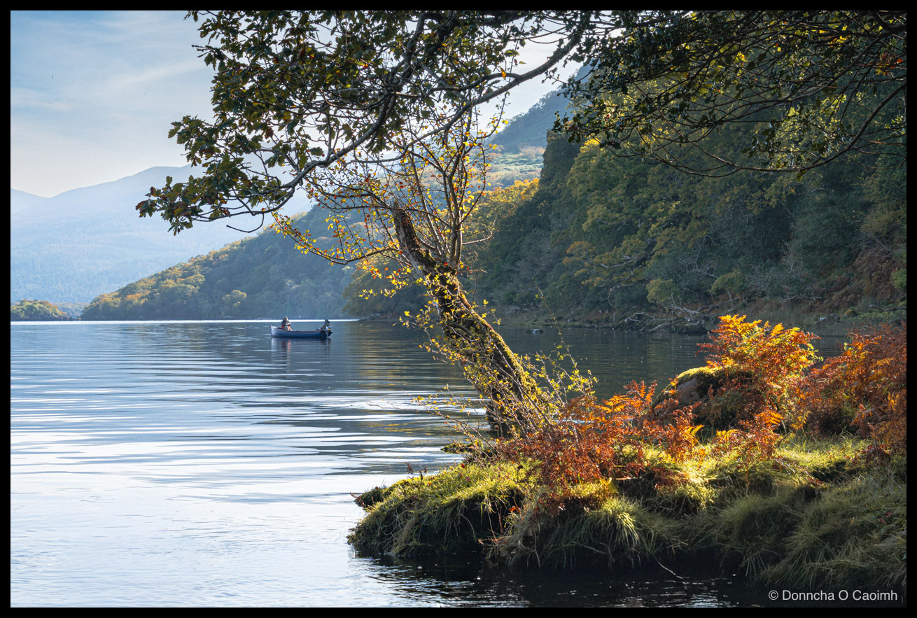 An autumn lakeside scene at the Lakes of Killarney near O'Sullivan's Cascade, with a lone boat carrying a figure on calm blue water, a leaning tree with yellow leaves overhanging the lake from a mossy shoreline bank covered in orange bracken, and misty forested mountains receding into the background.