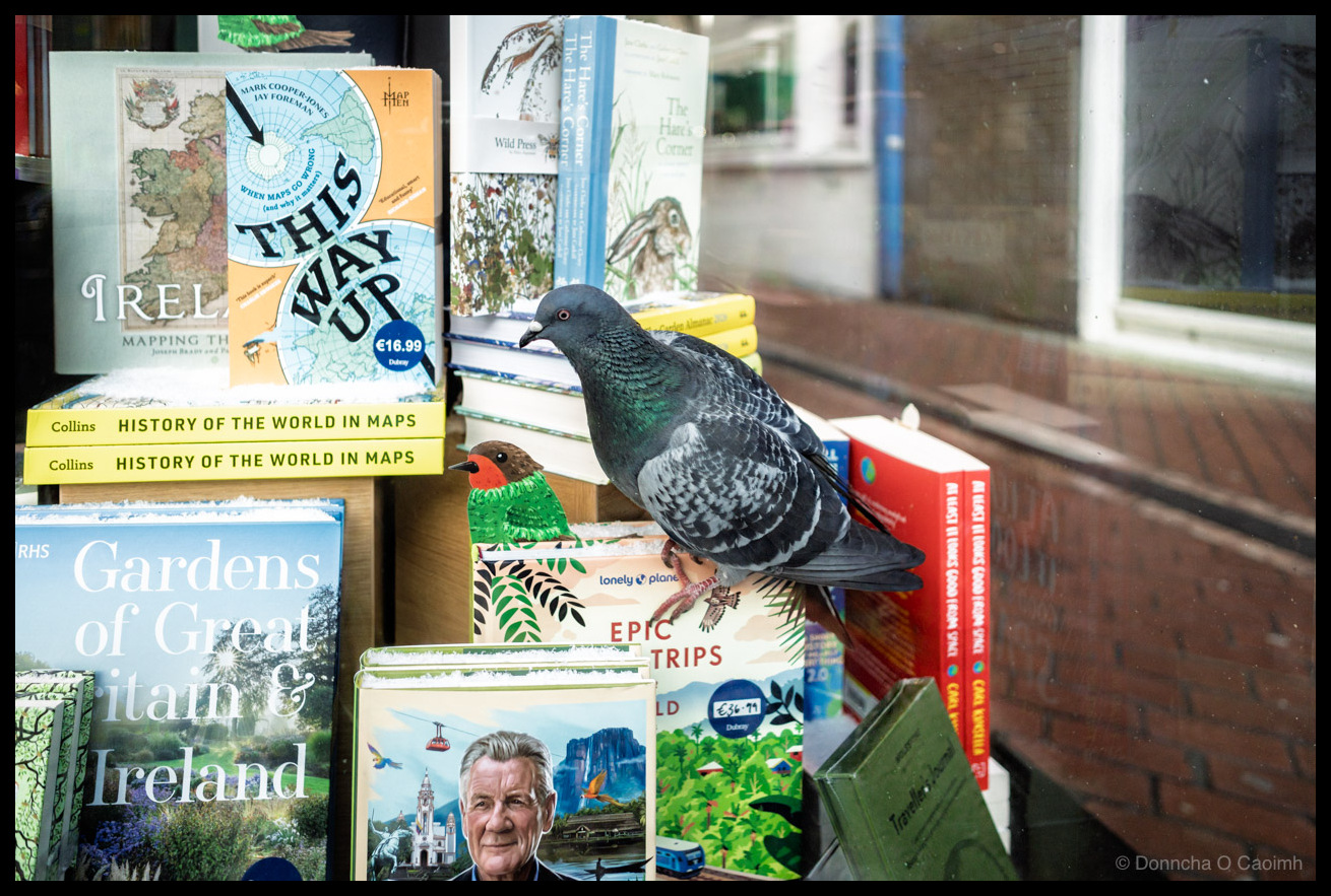 Photo of a pigeon perched among books in the window display of Dubray Books, Cork. The bird sits on a copy of Lonely Planet's "Epic Trips" beside a small decorative robin figurine.
Visible book titles include "Ireland: Mapping The," "This Way Up" by Mark Cooper-Jones and Jay Foreman priced at €16.99, Collins "History of the World in Maps," "The Hare's Corner," RHS "Gardens of Great Britain & Ireland," and a Michael Palin book. A Wild Press title and "Traveller" are partially visible.