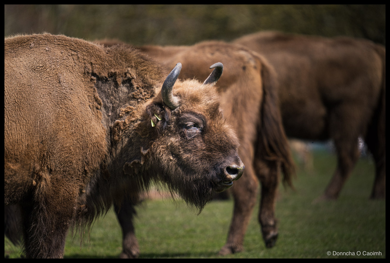 A European bison in profile, standing on grass with two more bison out of focus behind it; the foreground animal has a small yellow ear tag and a thick, partly shedding winter coat in shades of dark and golden brown.