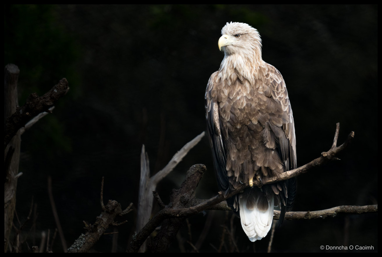 A white-tailed eagle perched on a bare branch against a dark background, its pale head and hooked yellow beak turned in profile, with a white tail visible below.