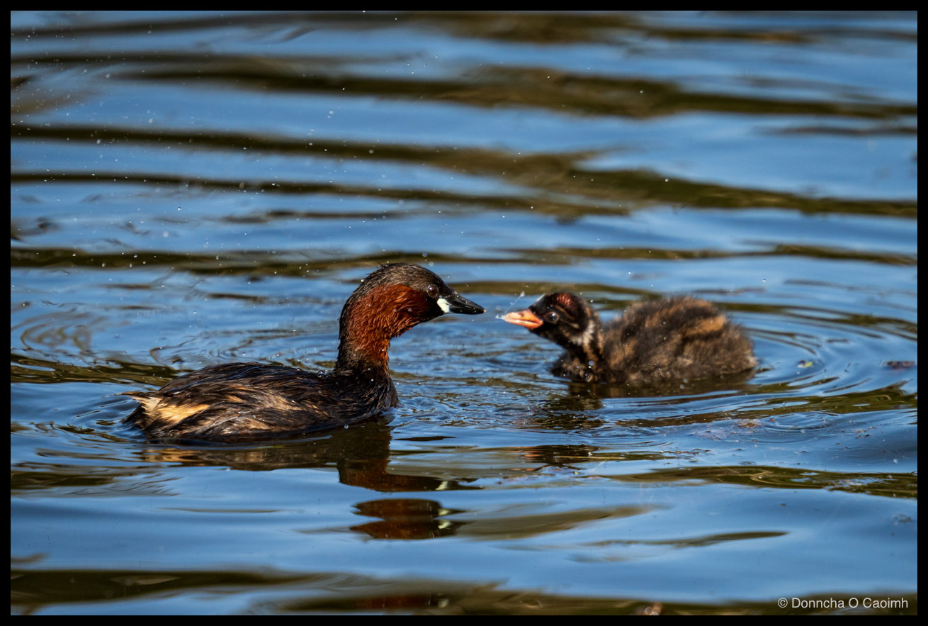 An adult little grebe with chestnut-red neck facing a fluffy dark brown chick with an orange beak, both swimming on rippled blue water with droplets scattered around them