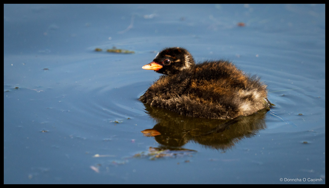 A fluffy dark brown little grebe chick with a bright orange beak floating on calm blue water, its reflection mirrored beneath it.